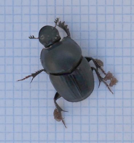 Réf. 218 628 : Onthophagus taurus